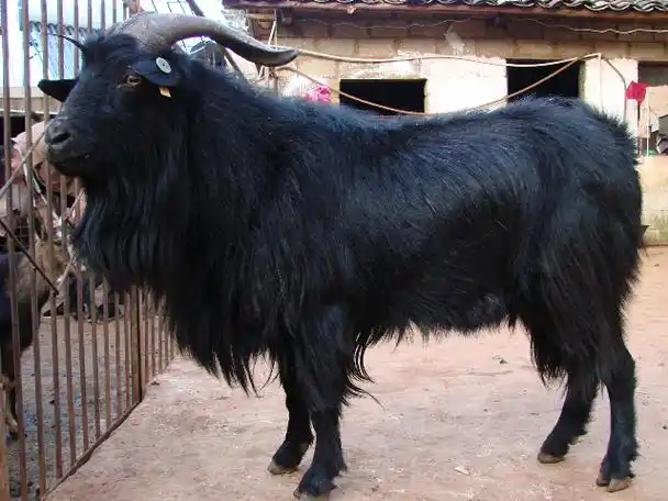 火红黑山羊