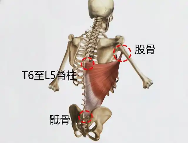 9个全背训练动作瞄准背肌每一块肌肉全方位打造宽阔厚实v背部
