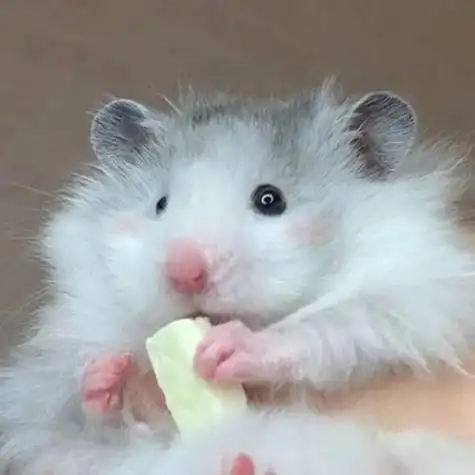 萌宠头像小仓鼠头像来一啵儿