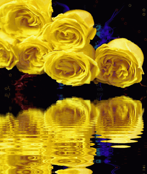 绝美动态玫瑰倒影花册(太绝美了!