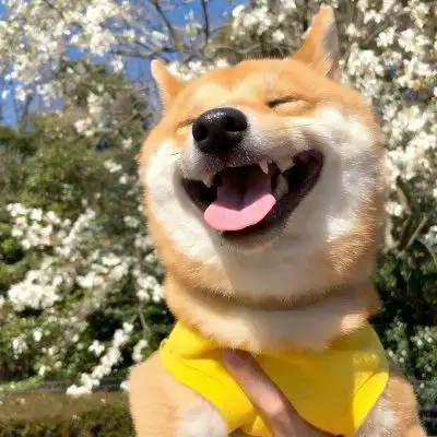 超萌的狗狗头像