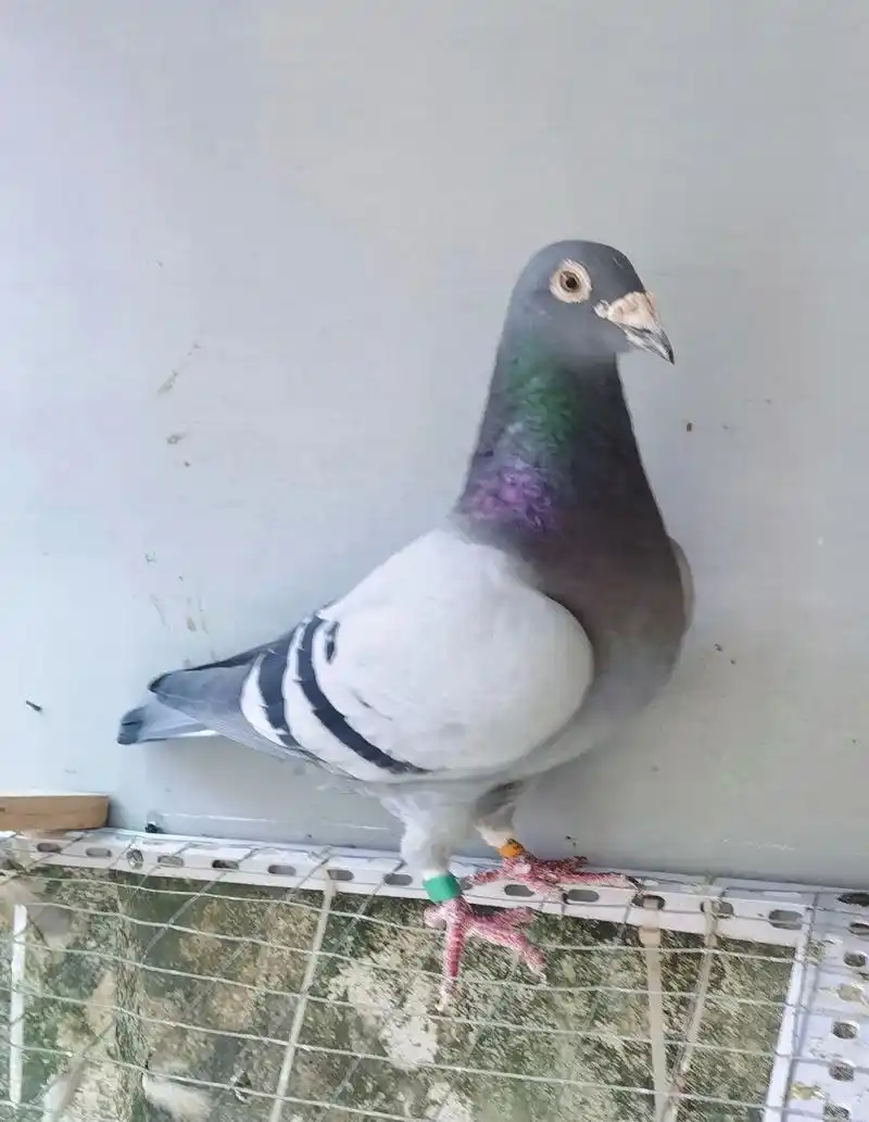 动物 鸽 鸽子 鸟 鸟类 1440_1860 竖版 竖屏