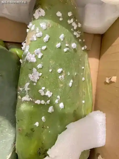 仙人掌生虫了,看看是不是这种"白虫子",1克能卖50块!_胭脂_繁殖_植物
