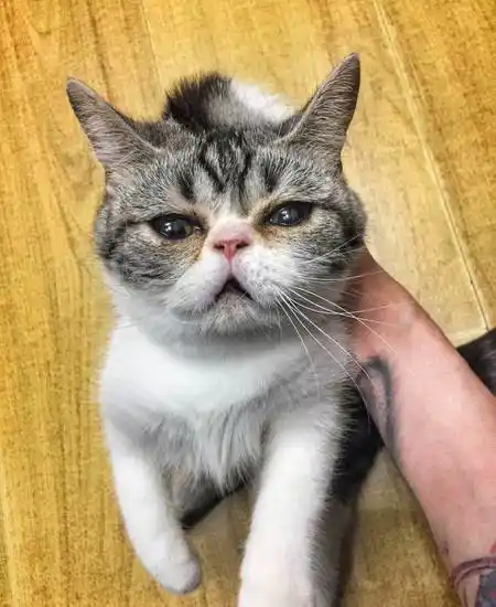 美国短毛 加白美短加菲