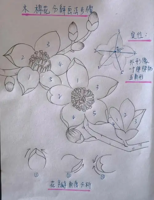 木棉花  #简单花卉素描步骤  #零基础学画画  #每日一画