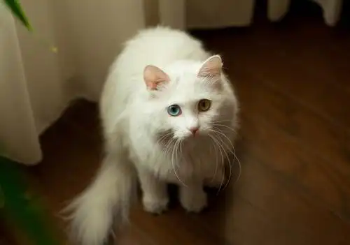 波斯猫耳朵上的毛发是可以剪的吗?