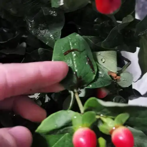 我的红豆是不是长虫了