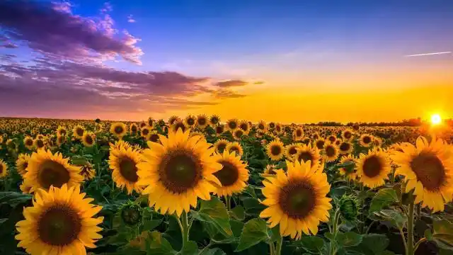 世界上最美的向日葵,高清壁纸图片,鲜花背景-回车桌面