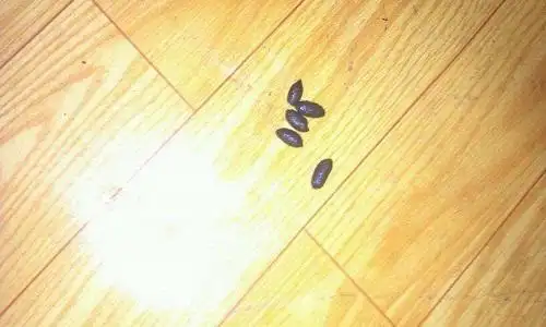 老鼠屎粪便什么样子