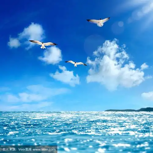 大海和飞翔的海鸥