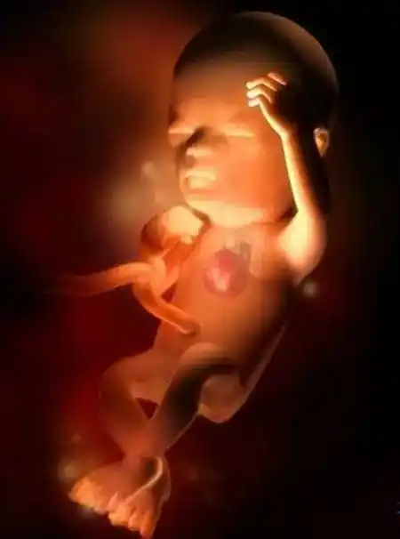 10月怀胎 胎儿每个月的样子你知道吗?