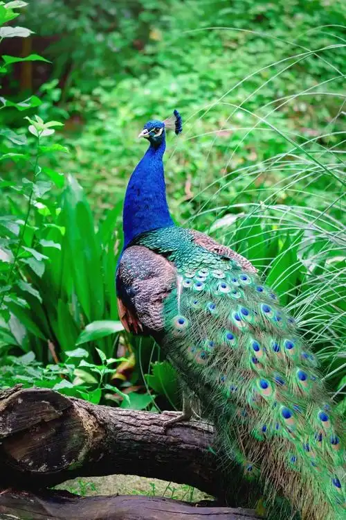 下周六一起来为上海动物园的孔雀们装修家