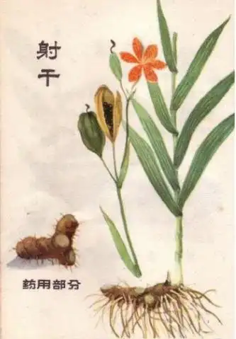 射干产地 - 射干的主要产区分布 - 中药易