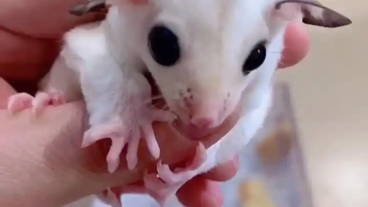 带大家看一只蜜袋鼯这个品相叫白金