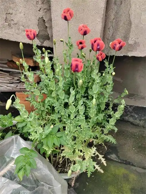 违法!杭州有人在楼顶种了51棵罂粟