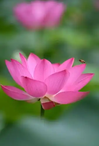 6月23日在石家庄市桥西区平安公园内拍摄的盛开的荷花.