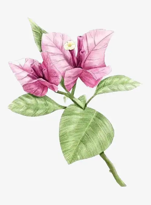 彩铅花卉创意装饰图案