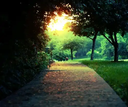 安静的 森林 风景壁纸-堆糖,美好生活研究所