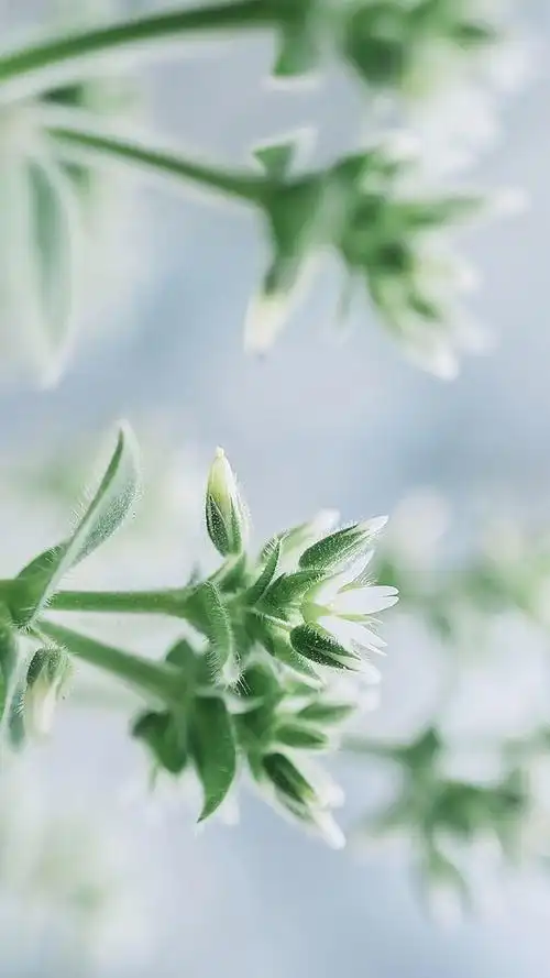 小清新花卉微距摄影图片手机壁纸