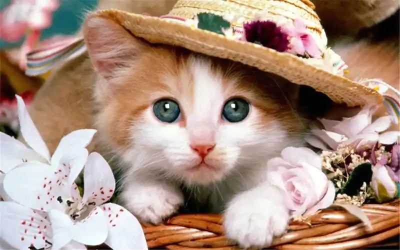 可爱的喵星人调皮的小猫图片桌面壁纸高清高清大图预览1920x1200_动物