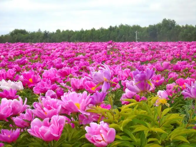 观赏千亩芍药园