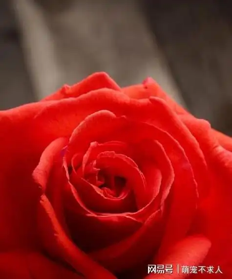 玫瑰花文案短句干净(有关玫瑰花的唯美句子)|爱情||红