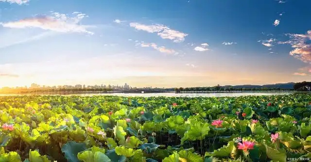 提到杭州西湖的赏荷地,很多人都能够脱口而出一个景点——"曲院风荷"