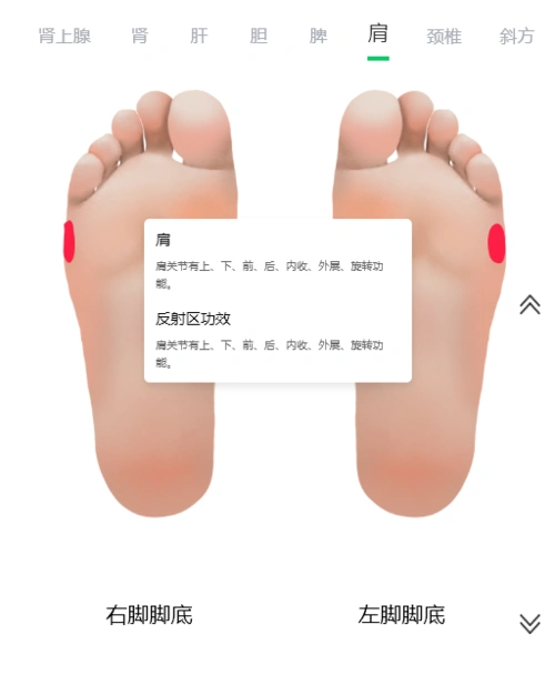 查肩周穴位痛则肩周患疾.肩周炎要配合查斜方肌穴位和胆穴位.