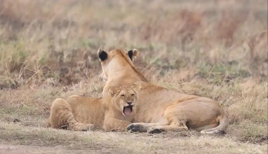 我小狮子吃个奶容易嘛