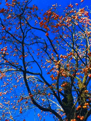 农村大山里秋天的景色