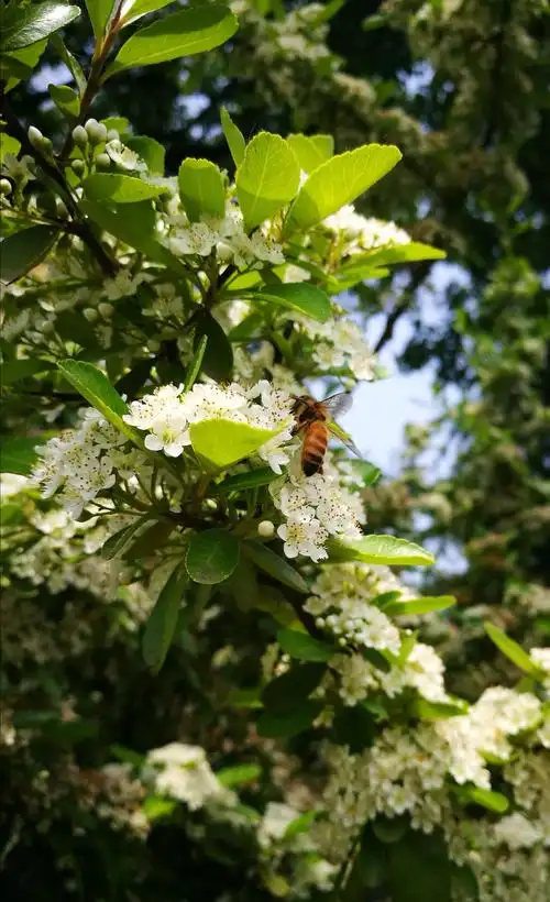 我拍花开之火棘花篇～_【手机随拍】