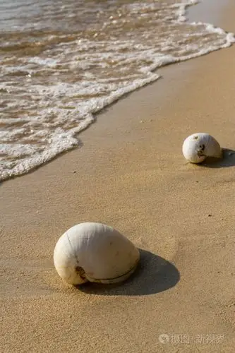 在海滩上的贝壳