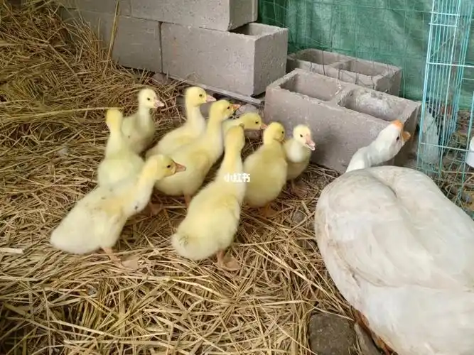 第一窝小鹅已经有点长大了