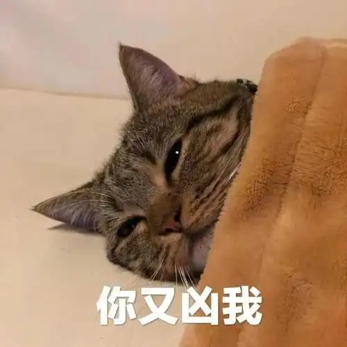 你又凶我可爱萌娃猫咪表情