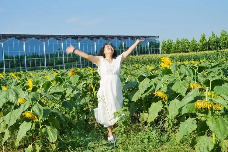 向阳而开~向日葵的微笑