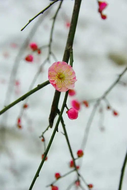 雪中傲骨-梅花