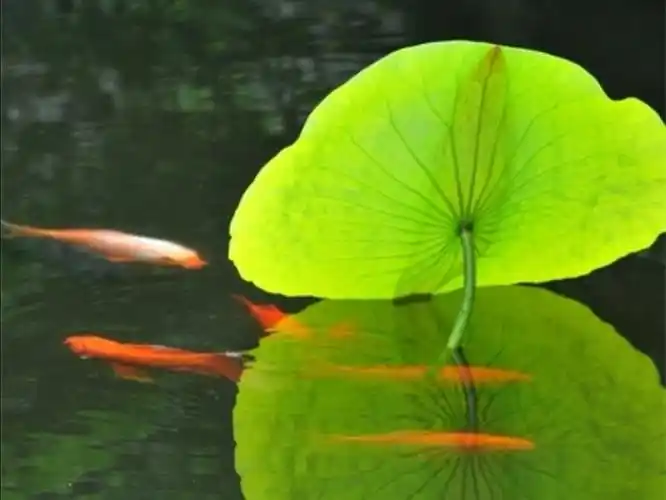 探索班——《鱼戏荷叶》
