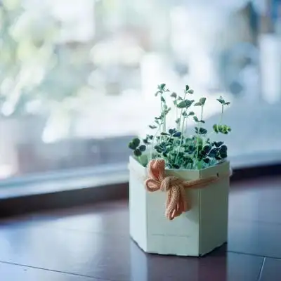 简约唯美小清新的qq头像愿时光待你温柔如初