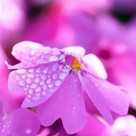 中老年头像大全:好看的花朵微信头像图片