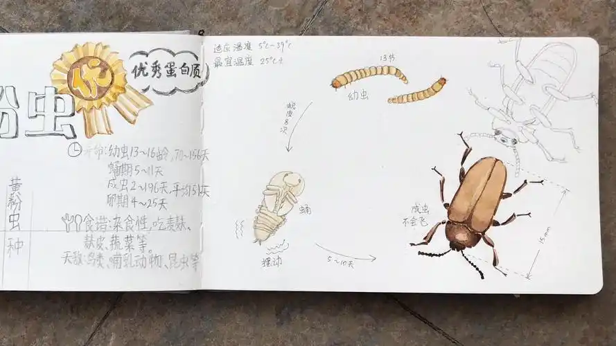 (多食亚目)/拟步甲科/粉甲属/黄粉虫 寿命:卵期4～25天/幼虫13～16龄