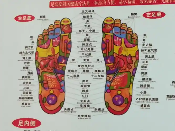 足部反射区健康疗法挂图