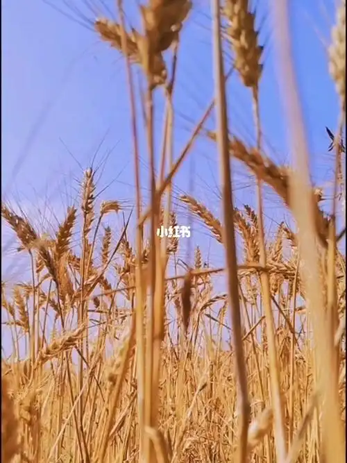 一派丰收的景象金色麦田