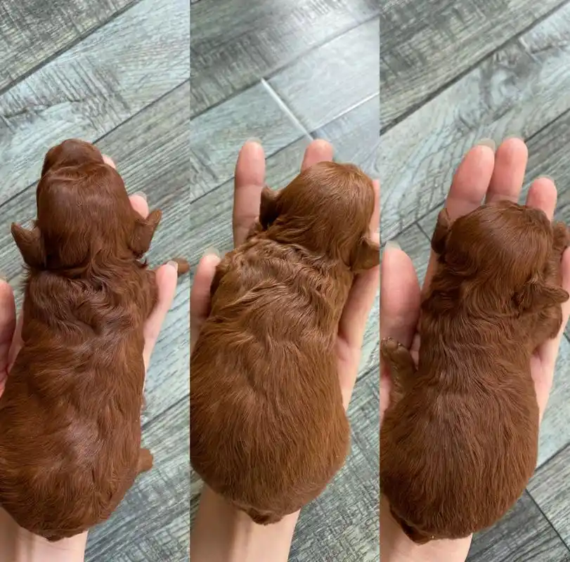 小体泰迪出生13天  开始睁眼啦～ 今天已经13天啦  晒晒太阳  保持