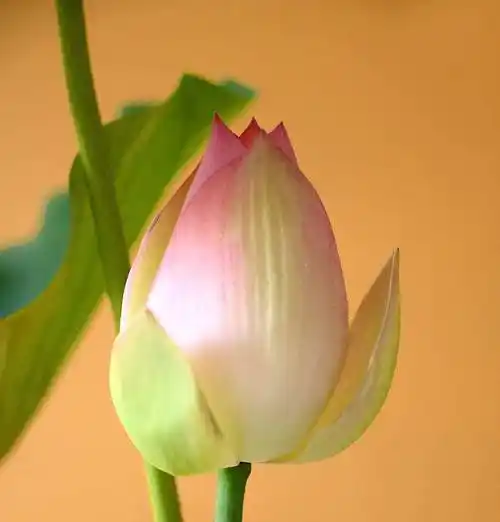 香期供花 | 九品莲花供三宝,祈愿一切有情花开见佛悟无生