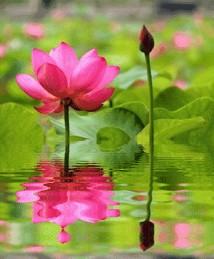 小荷才露尖尖角                   早有蜻蜓立上头