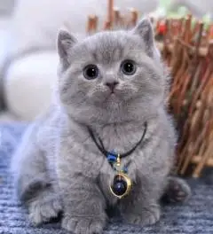 【58同城】武汉蓝猫价格_多少钱一只|武汉蓝猫图片|俄罗斯蓝猫|蓝猫