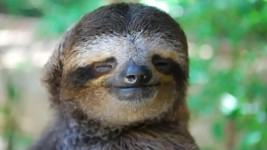 4k高清壁纸:树懒(sloths)