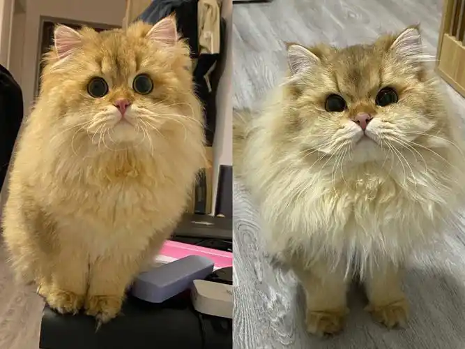 关于公猫发腮的科普