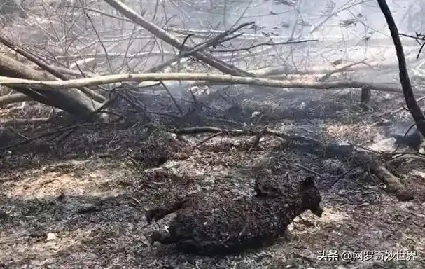 澳洲大火之后植被开始复苏但为何说是悲剧的开始