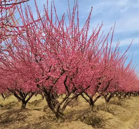22公分红梅批发|22公分红梅供应商|22公分红梅树种植基地|22公分红梅